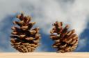 Pine cones